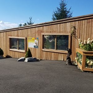 Animal Adventure Park - Arctic wolf