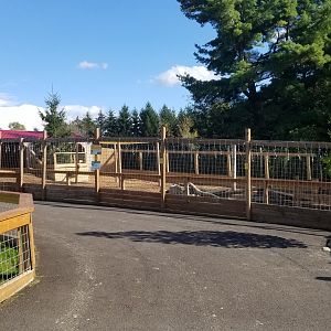 Animal Adventure Park - Reindeer