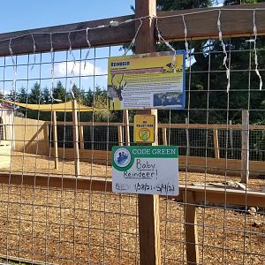 Animal Adventure Park - Reindeer