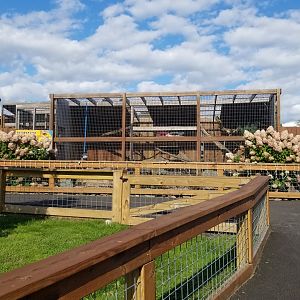 Animal Adventure Park - Canada lynx
