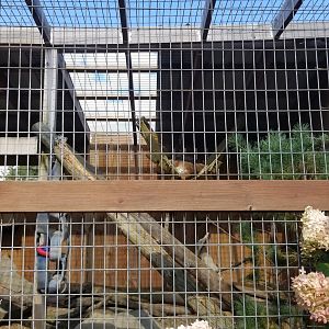 Animal Adventure Park - Canada lynx