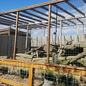 Animal Adventure Park - Puma