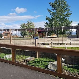 Animal Adventure Park - American bison