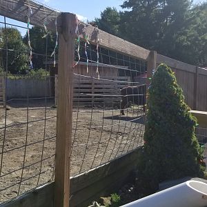 Animal Adventure Park - American bison