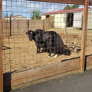 Animal Adventure Park - Yak