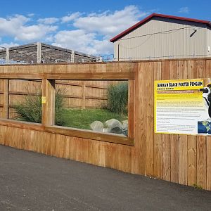 Animal Adventure Park - African penguin
