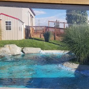 Animal Adventure Park - African penguin