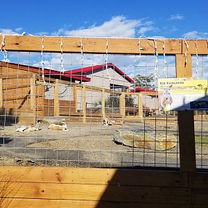 Animal Adventure Park - Red kangaroo