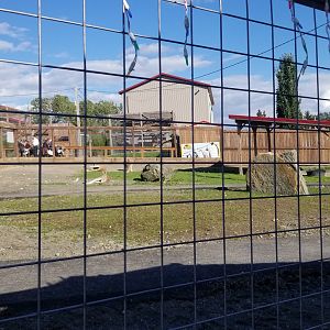 Animal Adventure Park - Red kangaroo