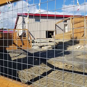 Animal Adventure Park - Red kangaroo