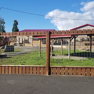Animal Adventure Park - Red kangaroo