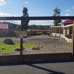 Animal Adventure Park - Red kangaroo