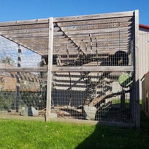 Animal Adventure Park - Eurasian eagle owl