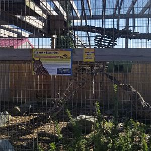 Animal Adventure Park - Eurasian eagle owl