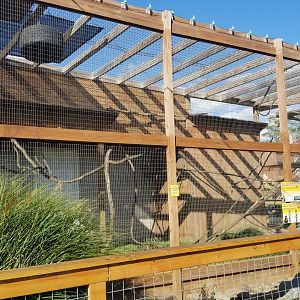 Animal Adventure Park - Capuchin