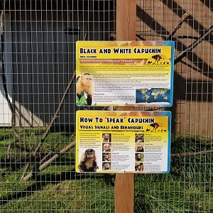 Animal Adventure Park - Capuchin