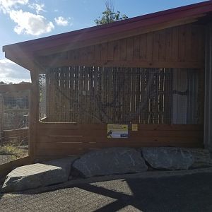 Animal Adventure Park - Laughing kookaburra
