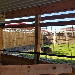 Animal Adventure Park - young Cassowary