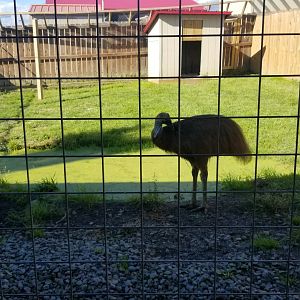 Animal Adventure Park - young Cassowary