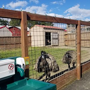 Animal Adventure Park - Emu