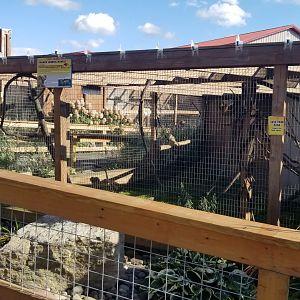 Animal Adventure Park - Squirrel monkey