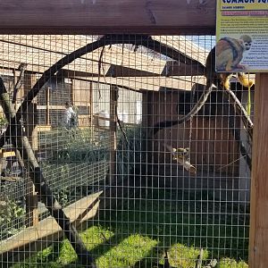 Animal Adventure Park - Squirrel monkey