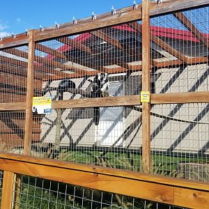 Animal Adventure Park - Black and white ruffed lemur