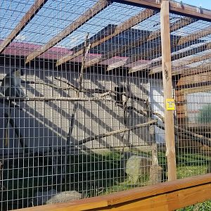 Animal Adventure Park - Green monkey