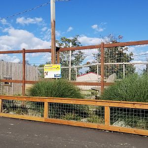 Animal Adventure Park - Spotted hyena