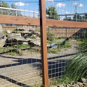 Animal Adventure Park - Spotted hyena