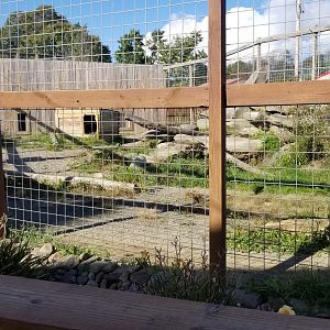 Animal Adventure Park - Spotted hyena