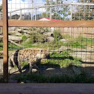 Animal Adventure Park - Spotted hyena