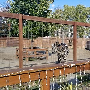 Animal Adventure Park - Zebra