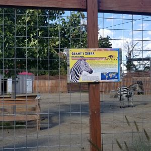 Animal Adventure Park - Zebra