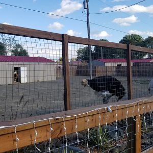 Animal Adventure Park - Scimitar oryx, ostrich