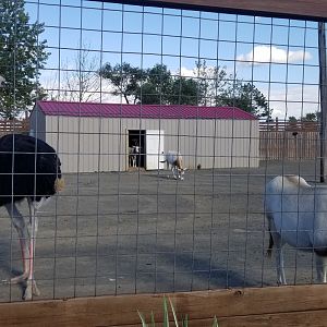 Animal Adventure Park - Scimitar oryx, ostrich