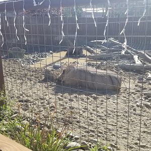 Animal Adventure Park - Warthog