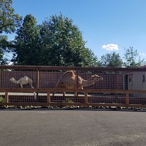 Animal Adventure Park - Dromedary