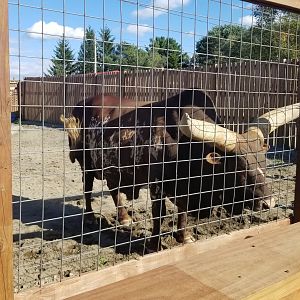 Animal Adventure Park - Ankole-watusi
