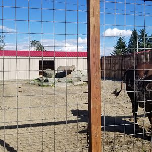 Animal Adventure Park - Ankole-watusi