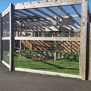 Animal Adventure Park - Crowned crane