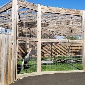 Animal Adventure Park - Crowned crane