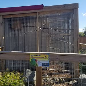 Animal Adventure Park - Amazon parrot, unspecified species