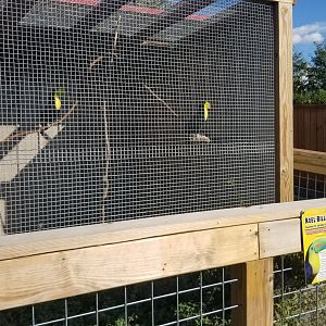 Animal Adventure Park - Keel-billed toucans