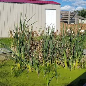Animal Adventure Park - Chilean flamingos