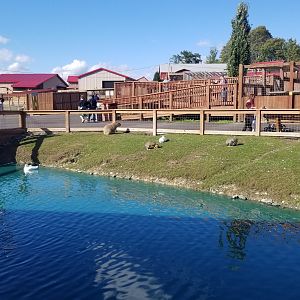 Animal Adventure Park - Capybara and mara, giraffe exhibit #2 in back