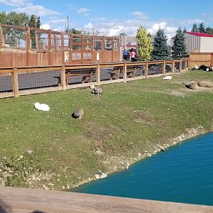 Animal Adventure Park - Capybara and mara, giraffe exhibit #2 in back