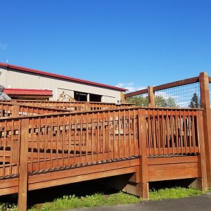 Animal Adventure Park - Giraffe feeding platform #2