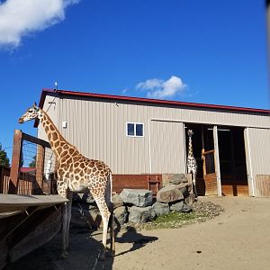 Animal Adventure Park - Giraffe exhibit #2