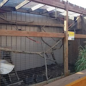 Animal Adventure Park - Coati